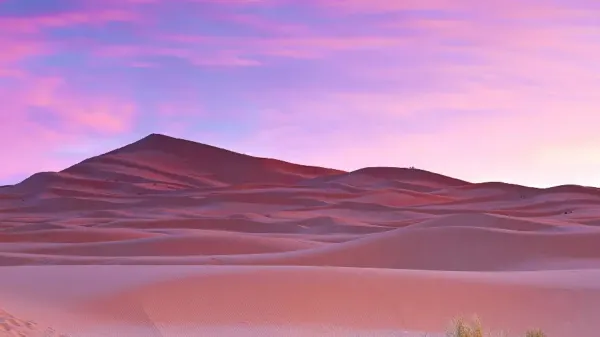  عکس درخت نخل زیبا