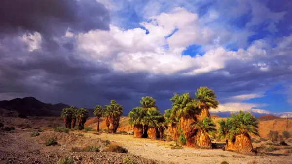  عکس درخت نخل زیبا
