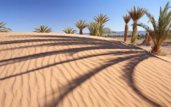  عکس درخت نخل زیبا