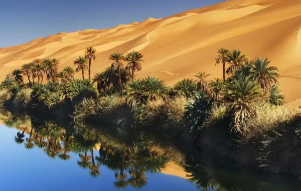  عکس درخت نخل زیبا