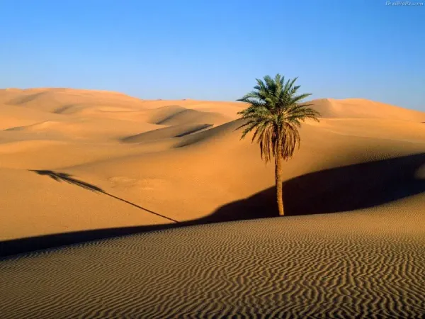  عکس درخت نخل زیبا