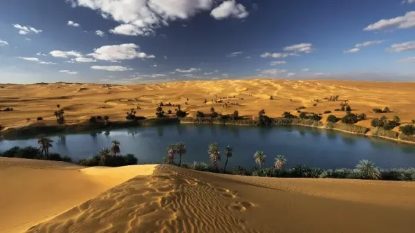  عکس درخت نخل زیبا
