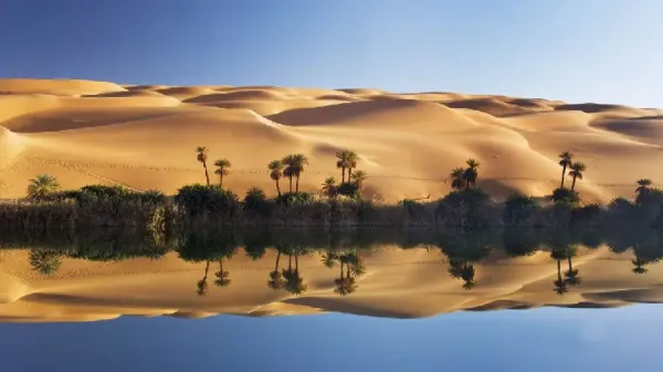  عکس درخت نخل زیبا
