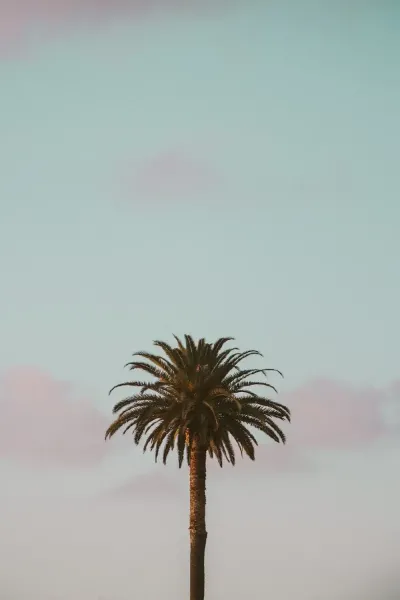  عکس درخت نخل زیبا