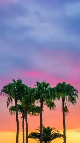  عکس درخت نخل در غروب
