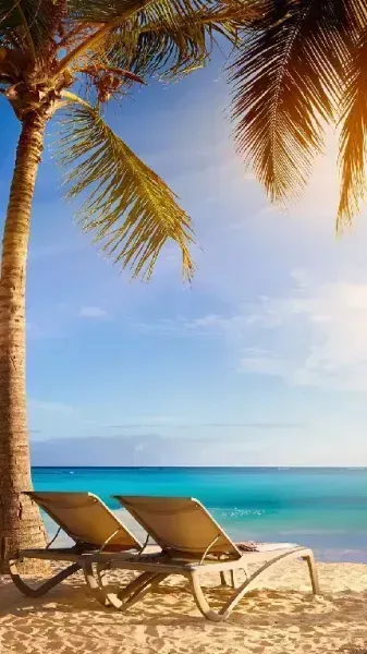  عکس درخت نخل در غروب