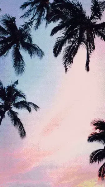  عکس درخت نخل در غروب