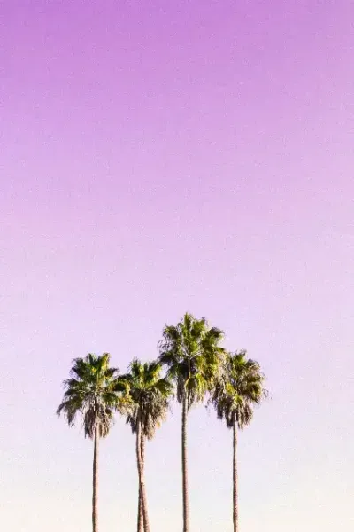  عکس درخت نخل در غروب