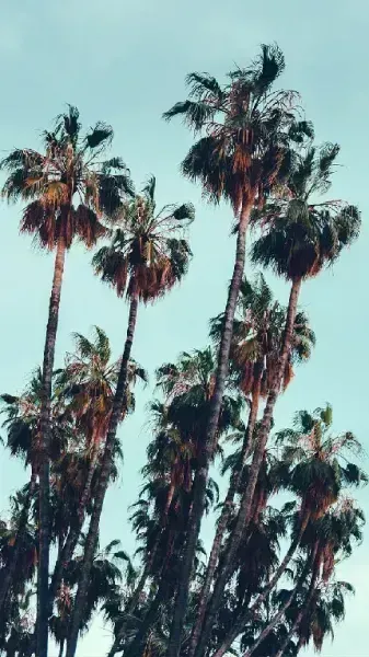 عکس درخت نخل در غروب