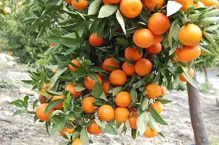 عکس درخت پرتقال