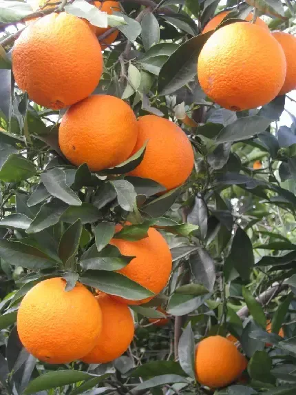  عکس درخت پرتقال