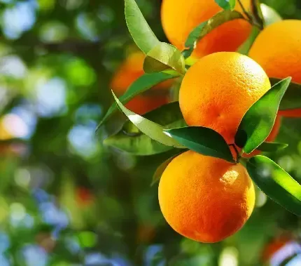  عکس درخت پرتقال