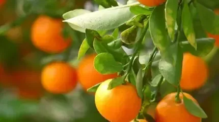  عکس درخت پرتقال