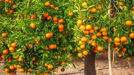  عکس درخت پرتقال