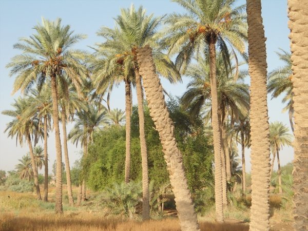  عکس نخلستان