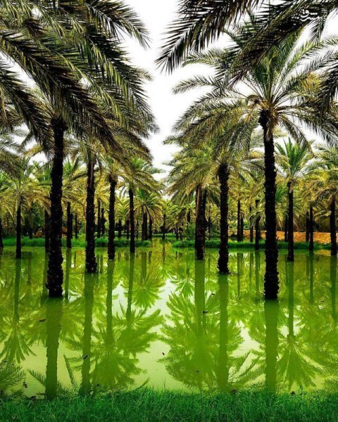  عکس نخلستان