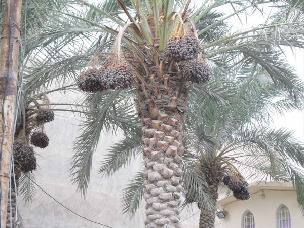  عکس نخلستان
