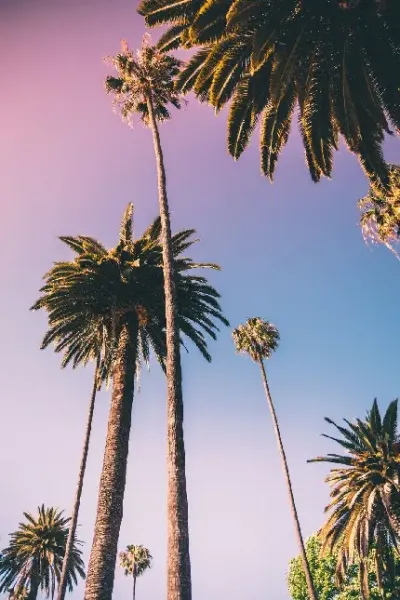  بک گراند درخت نخل زیبا با کیفیت