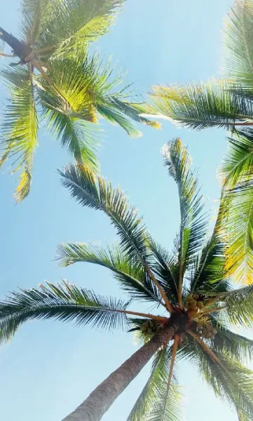  بک گراند درخت نخل زیبا با کیفیت