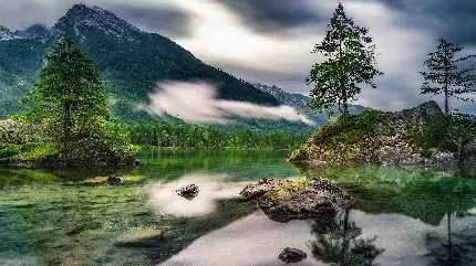  والپیپر درخت نخل برای گوشی سامسونگ