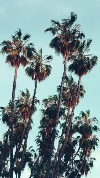  والپیپر درخت نخل برای گوشی سامسونگ