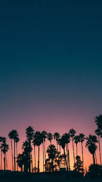  والپیپر درخت نخل برای گوشی سامسونگ