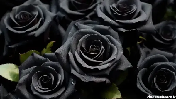  عکس پس زمینه گل رز سیاه برای گوشی موبایل