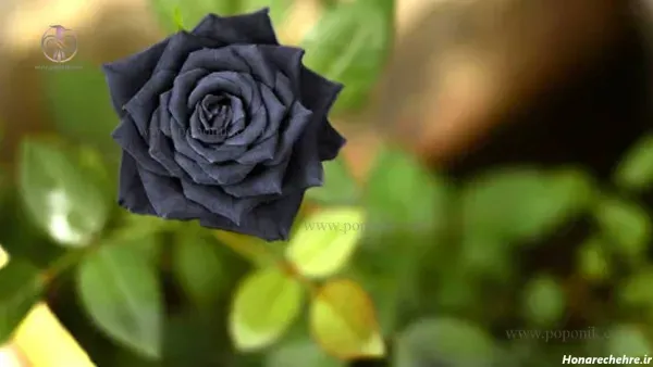  عکس پس زمینه گل رز سیاه برای گوشی موبایل