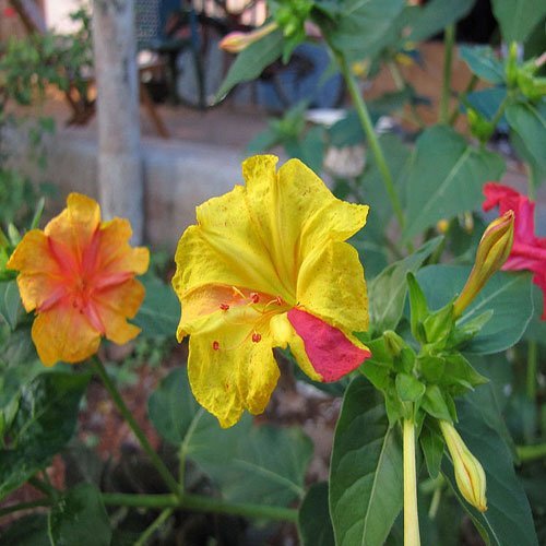  عکس گلهای لاله زیبا با کیفیت 4K