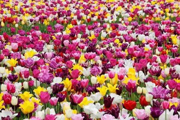  عکس گلهای لاله زیبا با کیفیت 4K