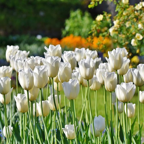  عکس گلهای لاله زیبا با کیفیت 4K