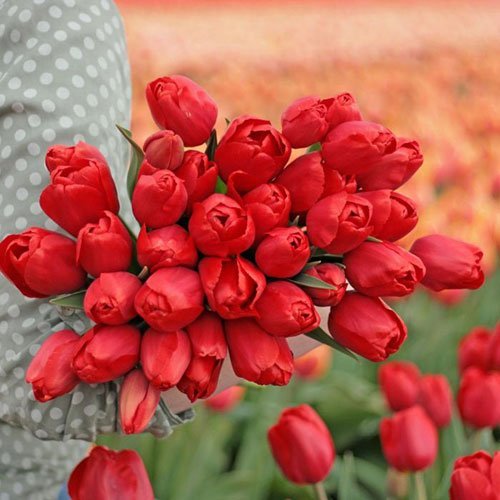  عکس گلهای لاله زیبا با کیفیت 4K