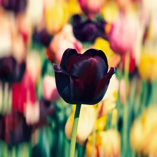  عکس گلهای لاله زیبا با کیفیت 4K