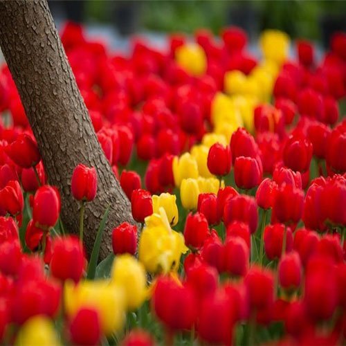  عکس گلهای لاله زیبا با کیفیت 4K