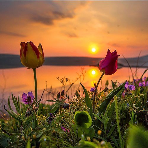  عکس گلهای لاله زیبا با کیفیت 4K