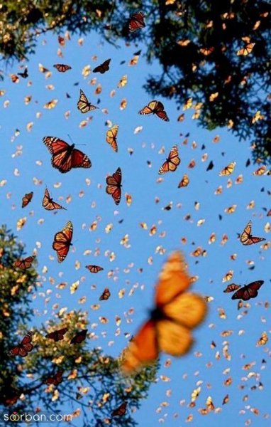  عکس پروانه های زیبا برای پروفایل دخترونه