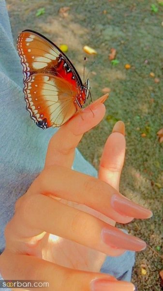  عکس پروانه های زیبا برای پروفایل دخترونه