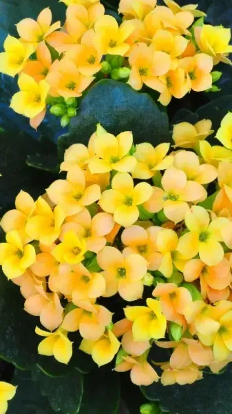  تصویر زمینه گل های بهاری