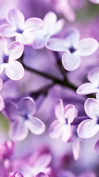  تصویر زمینه گل های بهاری