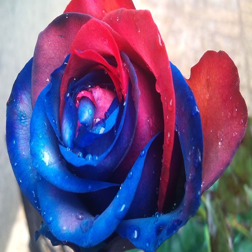  عکس گل های رز آبی خوشگل برای پروفایل