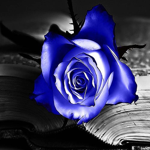  عکس گل های رز آبی خوشگل برای پروفایل