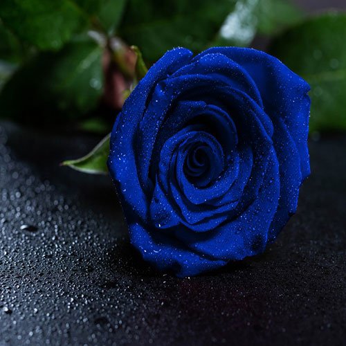 عکس گل های رز آبی خوشگل برای پروفایل