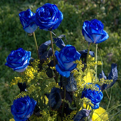  عکس گل های رز آبی خوشگل برای پروفایل