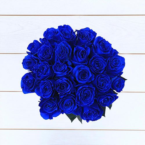  عکس گل های رز آبی خوشگل برای پروفایل