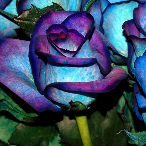  عکس گل های رز آبی خوشگل برای پروفایل