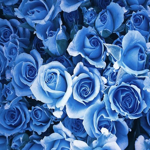  عکس گل های رز آبی خوشگل برای پروفایل