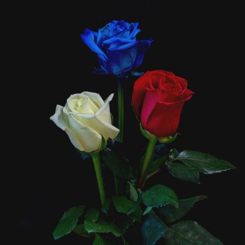 عکس گل های رز آبی خوشگل برای پروفایل