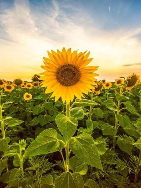  عکس مزرعه آفتابگردان