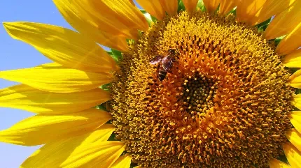  عکس گل آفتابگردان برای پروفایل