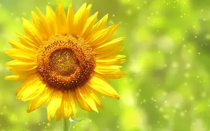  عکس گل آفتابگردان برای پروفایل